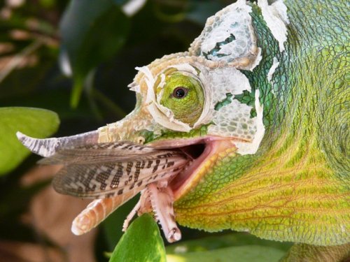cameleons 001.jpg