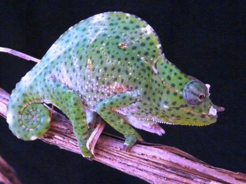 cameleons 009.jpg