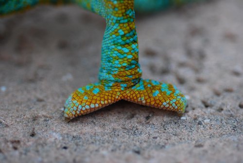 loui red back yard july09 025.jpg