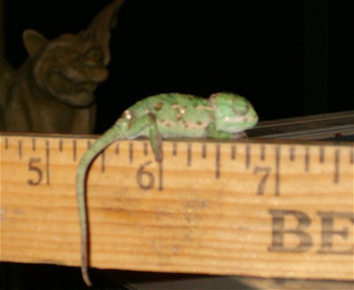 10:13:09hatchling.jpg