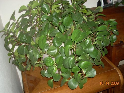 DSCN1964.jpg
