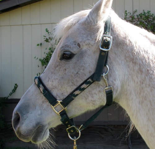 auctionhorses 006.jpg