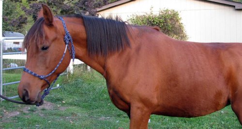 auctionhorses 002.jpg