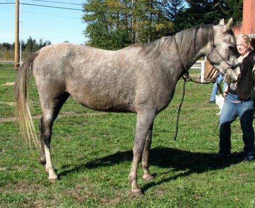 auctionhorses 011.jpg