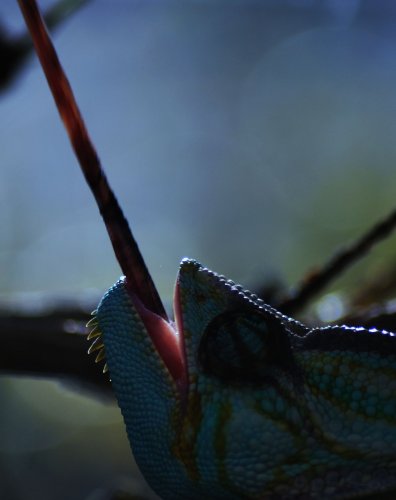 Uterummet 009crop.jpg