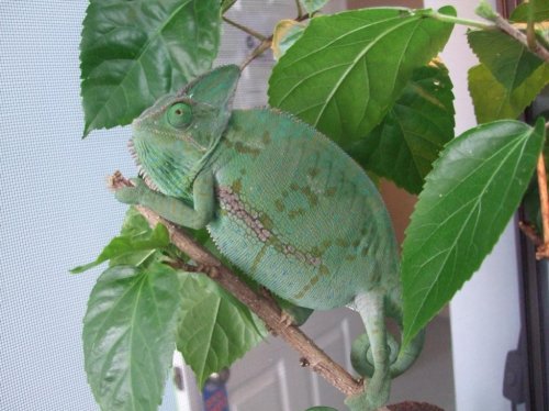 new gravid pics 001.jpg