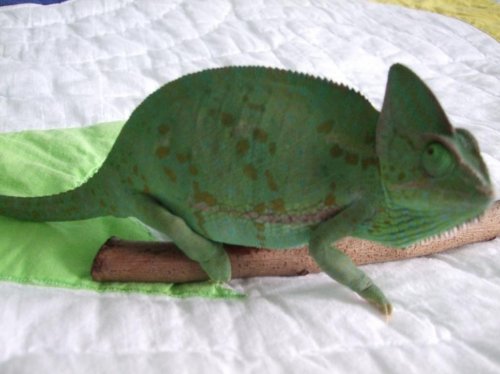 new gravid pics 003.jpg