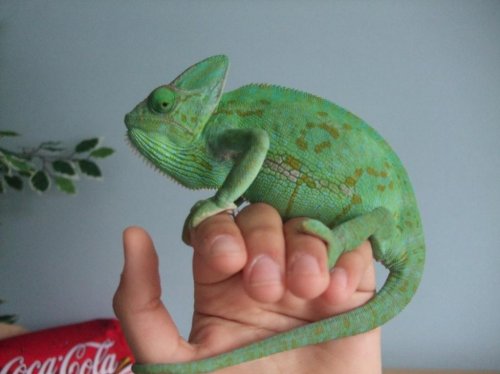 new gravid pics 005.jpg