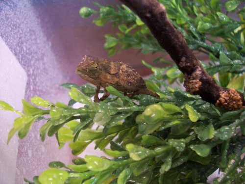 NewPygmy10-19-09 003.jpg