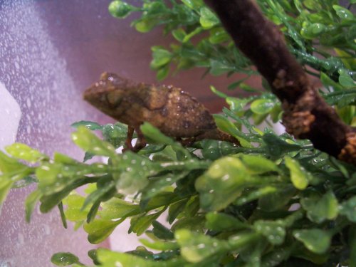 NewPygmy10-19-09 004.jpg