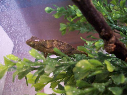 NewPygmy10-19-09 005.jpg