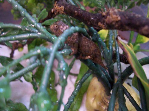 New#2Pygmy10-19-09 004.jpg