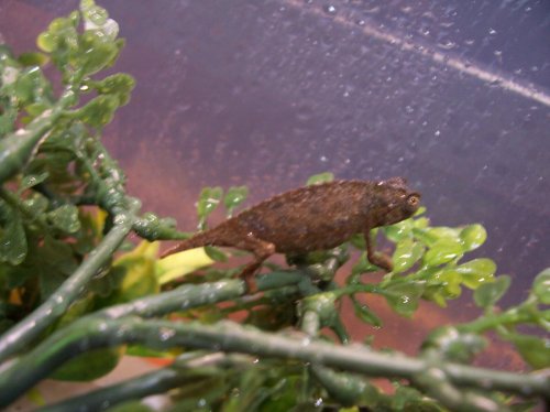 New#2Pygmy10-19-09 008.jpg