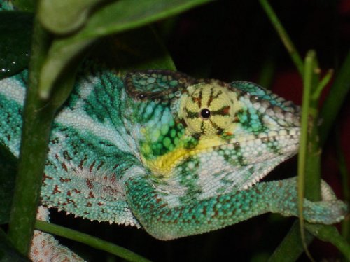 chameleons 005.jpg