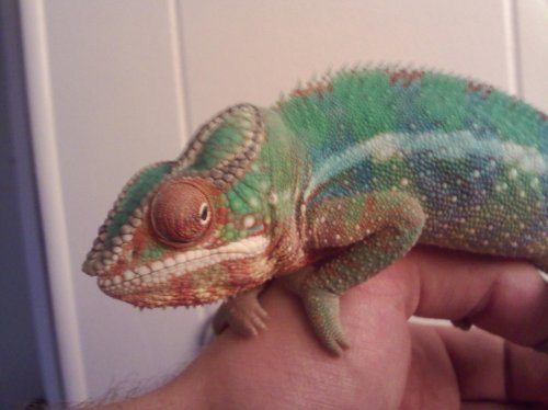 Sonny 6 months 2.jpg