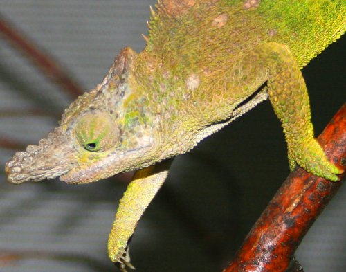 Kinyongia-multituberculataweb.jpg