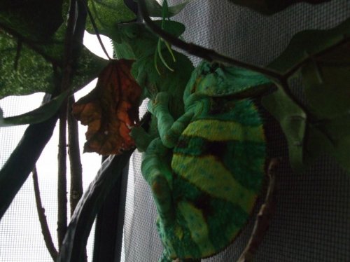 chameleon breeding 001.jpg