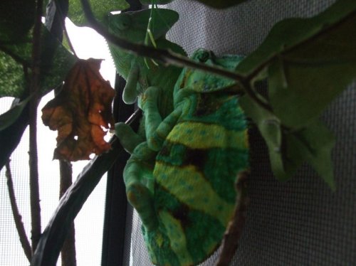 chameleon breeding 002.jpg