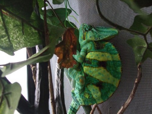chameleon breeding 003.jpg