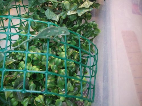 chameleon breeding 004.jpg