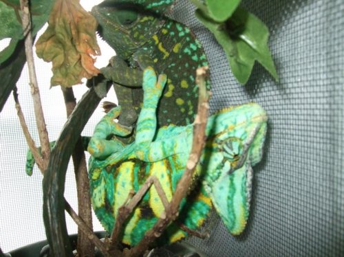 chameleon breeding 005.jpg