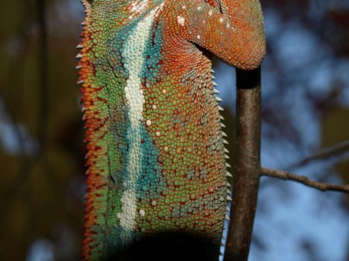 King Louie 015.jpg