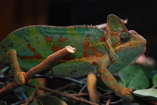 eggs 10302009 029.jpg