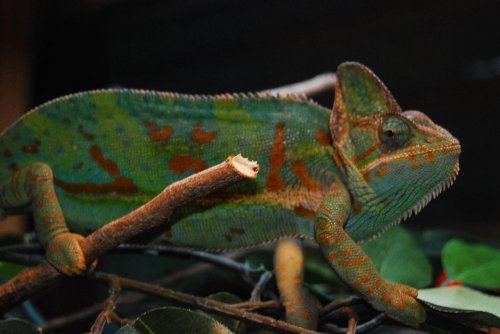 eggs 10302009 030.jpg