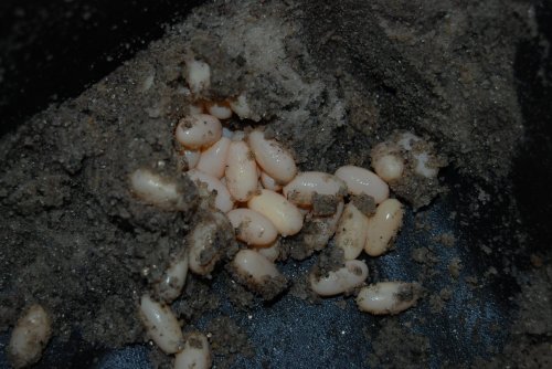 eggs 10302009 037.jpg