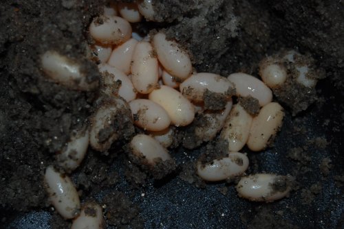 eggs 10302009 040.jpg