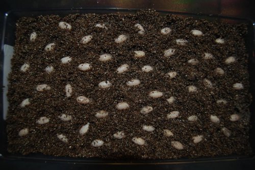 eggs 10302009 044.jpg