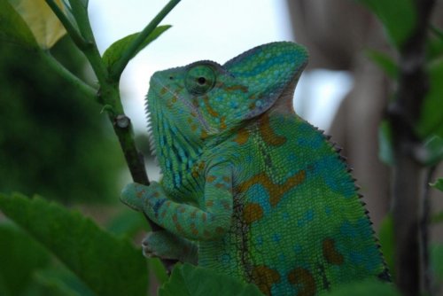 DSC_0471.jpg