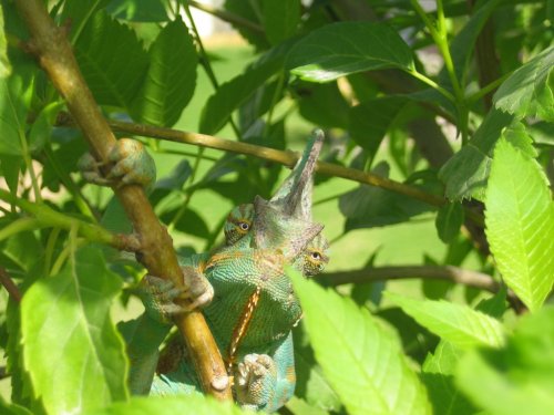 chameleon on a so called ''branch''.jpg
