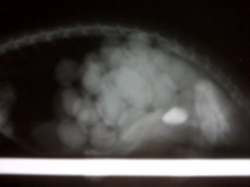 femalexray2.jpg