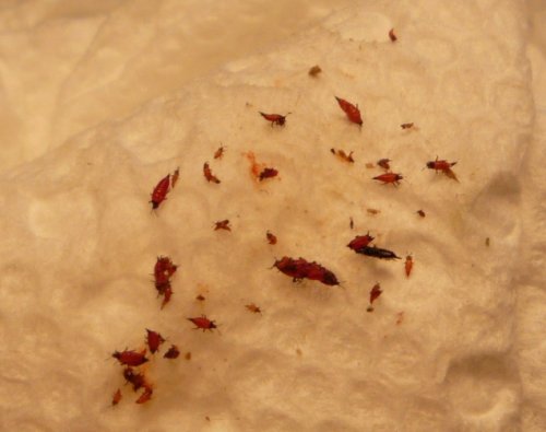 bugs.jpg
