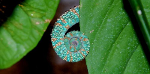 Tarzan Melonia photoshoot 003_2.jpg