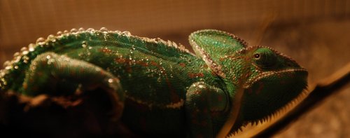 Tarzan Melonia photoshoot 044_2.jpg