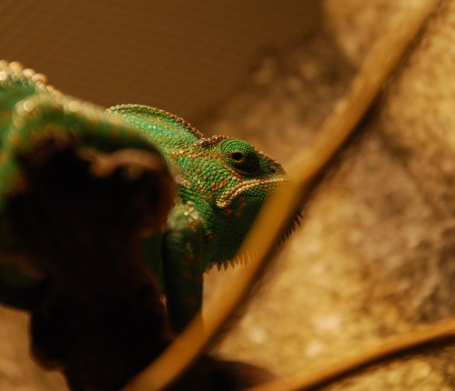 Tarzan Melonia photoshoot 046_2.jpg