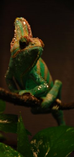 Tarzan Melonia photoshoot 022 2.jpg