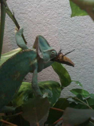 Chameleon photos 004.jpg