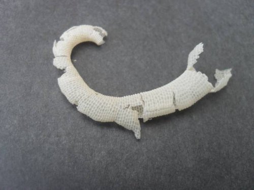 Tail Shed 1.jpg