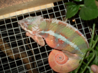 Rocko Sleeping.JPG