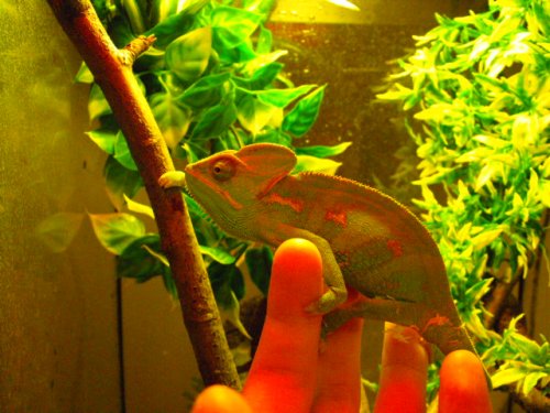 Yogg juvinile yemmen male.jpg