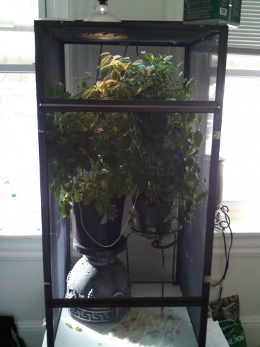 Sonny new cage 1.jpg