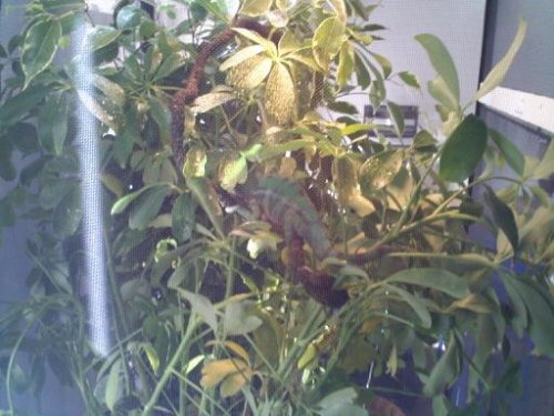 Sonny new cage 2.jpg