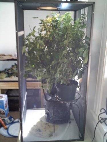 Sonny new cage 3.jpg