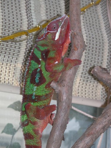 Thaxter window branch closeup.jpg