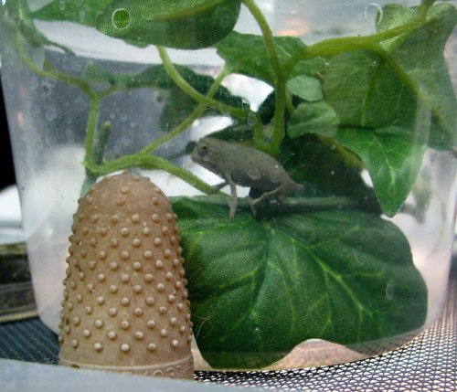 pygmy1.jpg