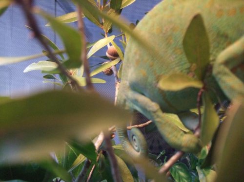 chameleon breeding 026.jpg