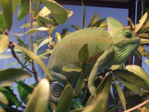 chameleon breeding 027.jpg
